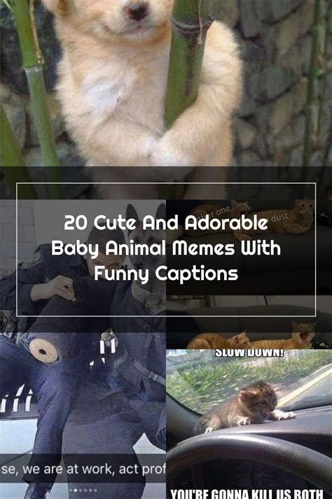 20 Cute And Adorable Baby Animal Memes With Funny Captions Funny