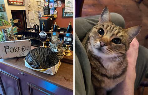 Bristols First Cat Pub Is Created By A Man Who Opens A Bar And Begins