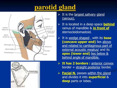 Submandibular Gland Duct