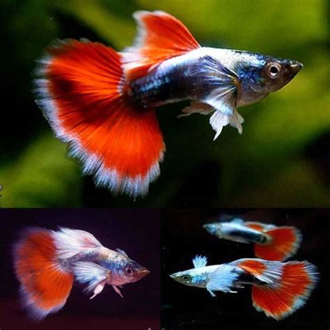 Santa Claus Swordtail Brisbane Discus And Aquariums