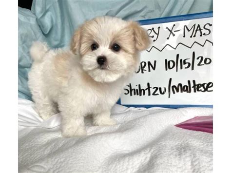 4 Female Maltese Shih Tzu Puppies Los Angeles Puppies For Sale Near Me