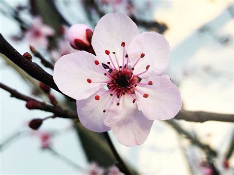 Plum Blossom Symbolism And Bloom Time