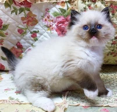 Find ragdolls kittens & cats for sale uk at the uk's largest independent free classifieds site. Glenn - Ragdoll Kitten for sale in Montgomery, Alabama ...