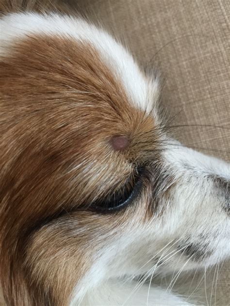 My Dog Has A Slight Pimplebump On His Eyebrow I Just Noticed It Im