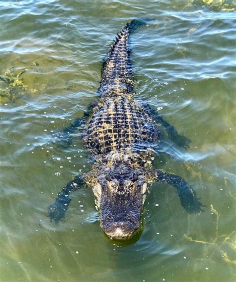Alligator In Water At Lake Sumter Villages