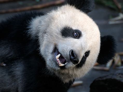 Vanishing Cultures Photography Giant Panda Panda Teeth