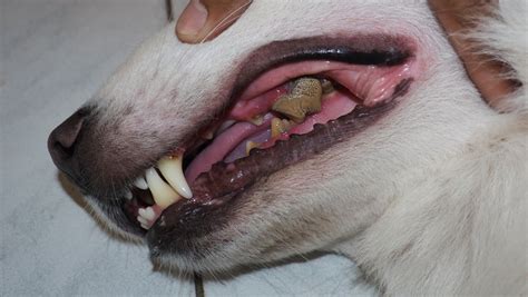 The Scary Truth About Your Dogs Bad Breath