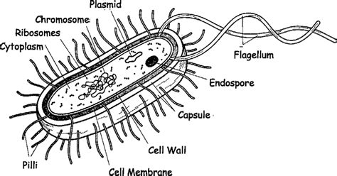The Schematic Diagram Of Bacterial Cell Structure Download