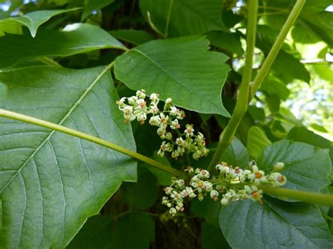 Maryland Biodiversity Project Eastern Poison Ivy Toxicodendron Radicans