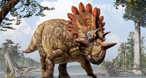 Triceratops Relative Reveals Dino Diversity