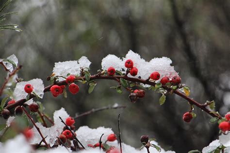 Free Images Tree Nature Branch Blossom Snow Cold Winter Leaf