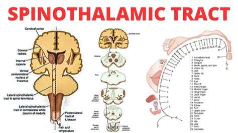 Spinothalamic Tract Pain Anatomy Youtube