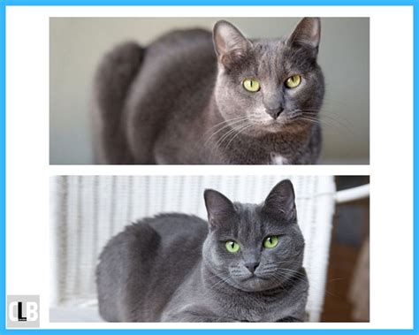 Korat Cat Vs Russian Blue — Whos Better With Pictures