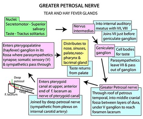 Instant Anatomy Head And Neck Nerves Autonomic Greater Petrosal