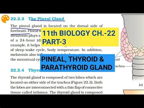 Class Biology Ch Part Pineal Thyroid Parathyroid Gland