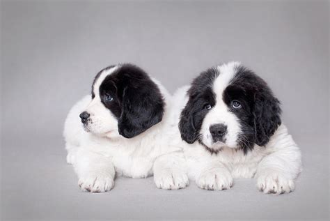 Two Little Landseer Puppies Portrait Photograph By Waldek Dabrowski