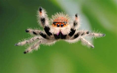 Pin By Aunt Nina Love On Animals Jumping Spider Spider Arachnids