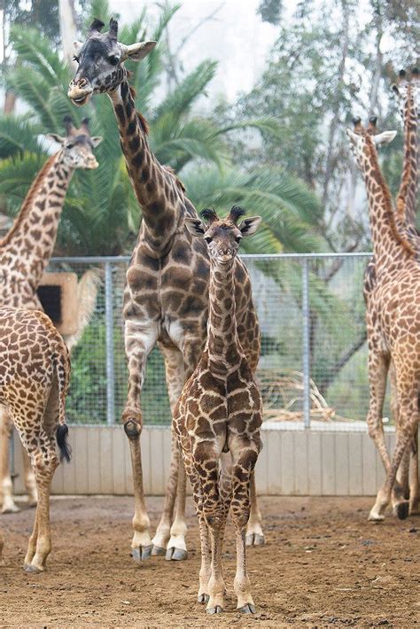 The Smallest Giraffe Born At The San Diego Zoo Is Reaching New Heights
