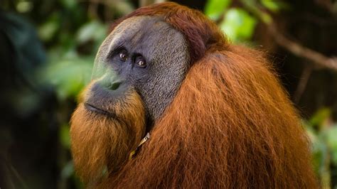 How Many Orangutans Are Left In The World Readers Digest