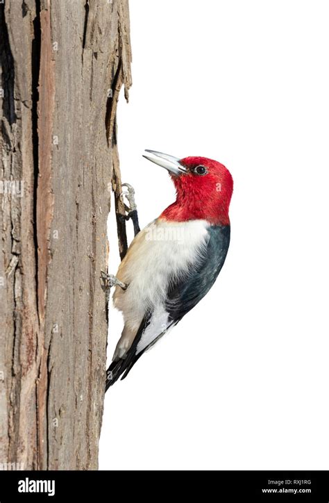 Red Headed Woodpecker Melanerpes Erythrocephalus Adult Isolated On