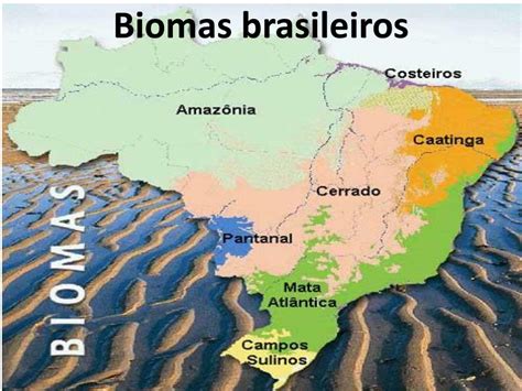 Biomas Brasileiros Resumo Mapa Quais Sao Tipos Fauna E Flora Images