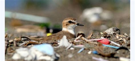 Plastica Una Trappola Per Il 90 Degli Uccelli Marini La Repubblica