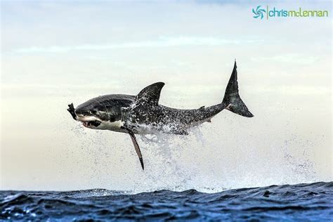 Perfectly Timed Photos Of Great White Sharks Breaching