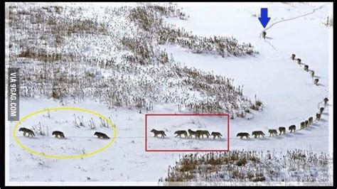 Wolf Pack Formation 9gag