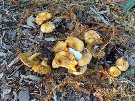 Mushrooms In Conifer Bed Michigan Sportsman Online Michigan Hunting