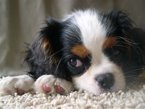 Cavalier King Charles Spaniel Tricolor Puppy L Sanpiero