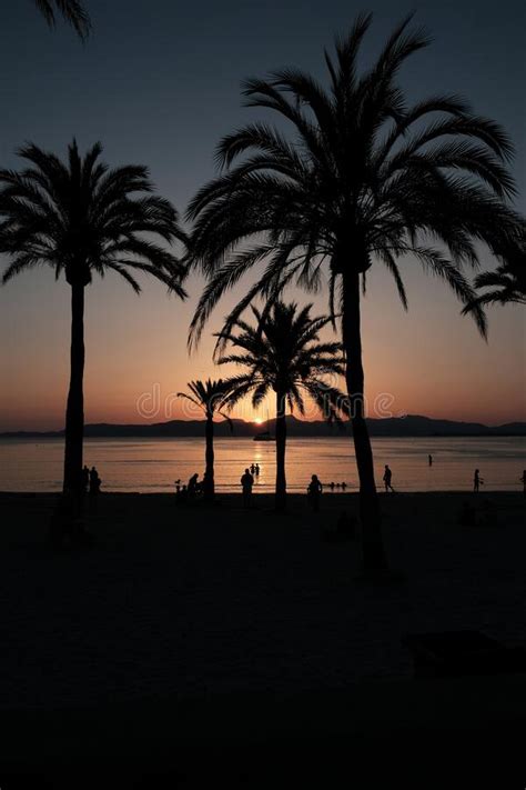 Vertical Shot Of Silhouettes Of Palm Trees At A Beach Against A