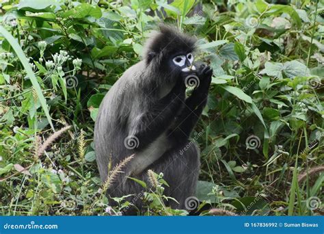 This Is An Image Of Spectacled Monkey Stock Photo Image Of Natural