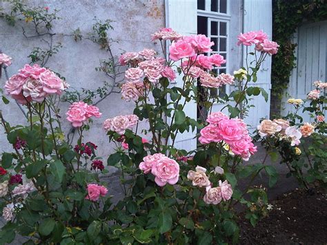 Roses In A French Garden Becoming Madame Landscapedesignwithredroses
