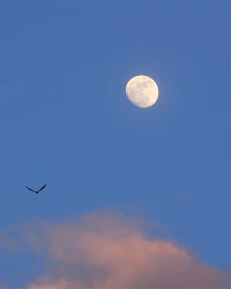 Saturday Evening Moonrise Photos