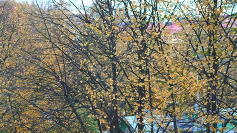 Yellow Leaves Slowly Blowing In The Wind On A Sunny Autumn Day Filmed