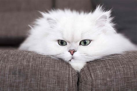 15 Best Adorable Names For Persian Cats