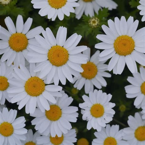 Shasta Alaska Daisy Chrysanthemum Maximum 400 Seeds