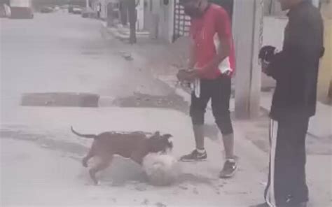 Video Jóvenes Entrenan Pitbull Para Peleas Con Perros Callejeros En