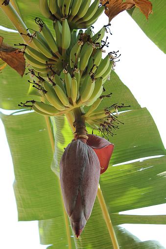 Banana Bunch In A Plantain Tree Stock Photo Download Image Now Istock