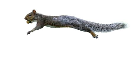 Squirrel Png Images Transparent Background Png Play