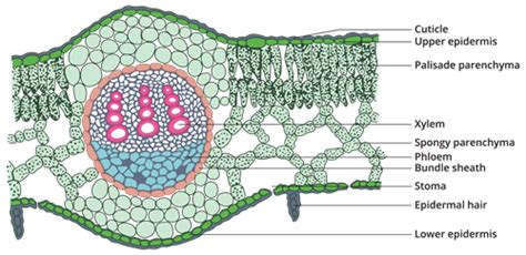 Internal Structure Of Dicot Leaf Notes Free Biology Notes Rajus Biology