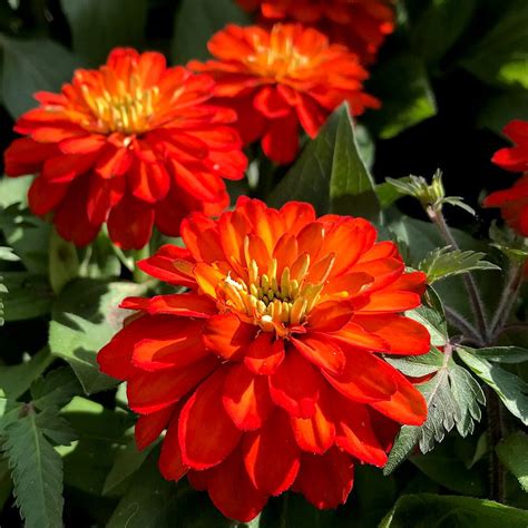 Firered Dahlia Flowers Like Heated Flowing Coal Flickr