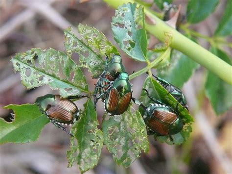 To rid your garden of leafhoppers, try to attract parasitic wasps to your garden by growing thyme, sweet alyssum, dill, cilantro, parsley, yarrow, candytuft, verbena, or goldenrod. Mint Pests - Identification and Removal | Dengarden