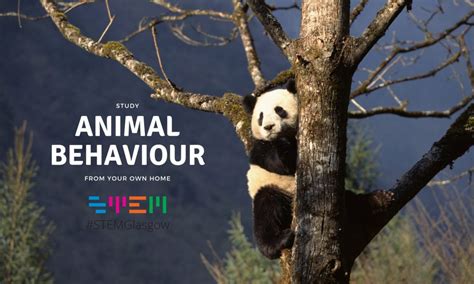 Panda Animal Behaviour Study Uk
