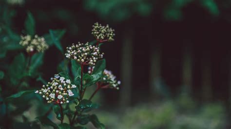 Download Wallpaper 2048x1152 Flower Plant Buds White Green Blur