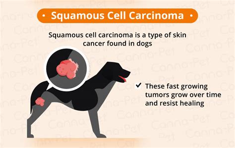 Signs Of Skin Cancer In Dogs