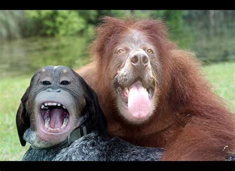 Discover A Very Funny Humananimal Face Swap Compilation