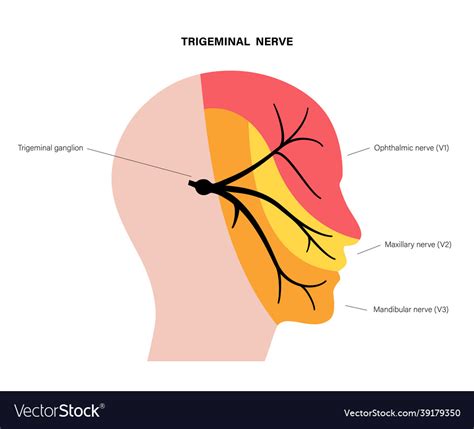 Trigeminal Nerve Diagram Ganglion Ophthalmic Mandibular Stockvektor