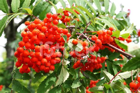 Rowan Tree With Red Berry Fruit Stock Photo Royalty Free Freeimages
