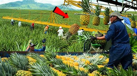 এদের কাজ দেখে চোখে বিশ্বাস করতে পারবেন না Pineapple Harvesting And